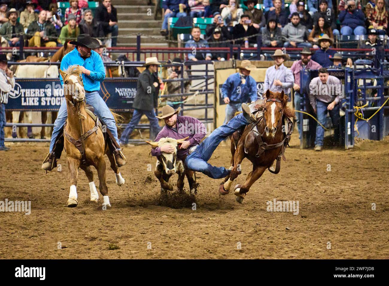 Cowboy che salta da cavallo per guidare in un rodeo di lotta Steer Foto Stock