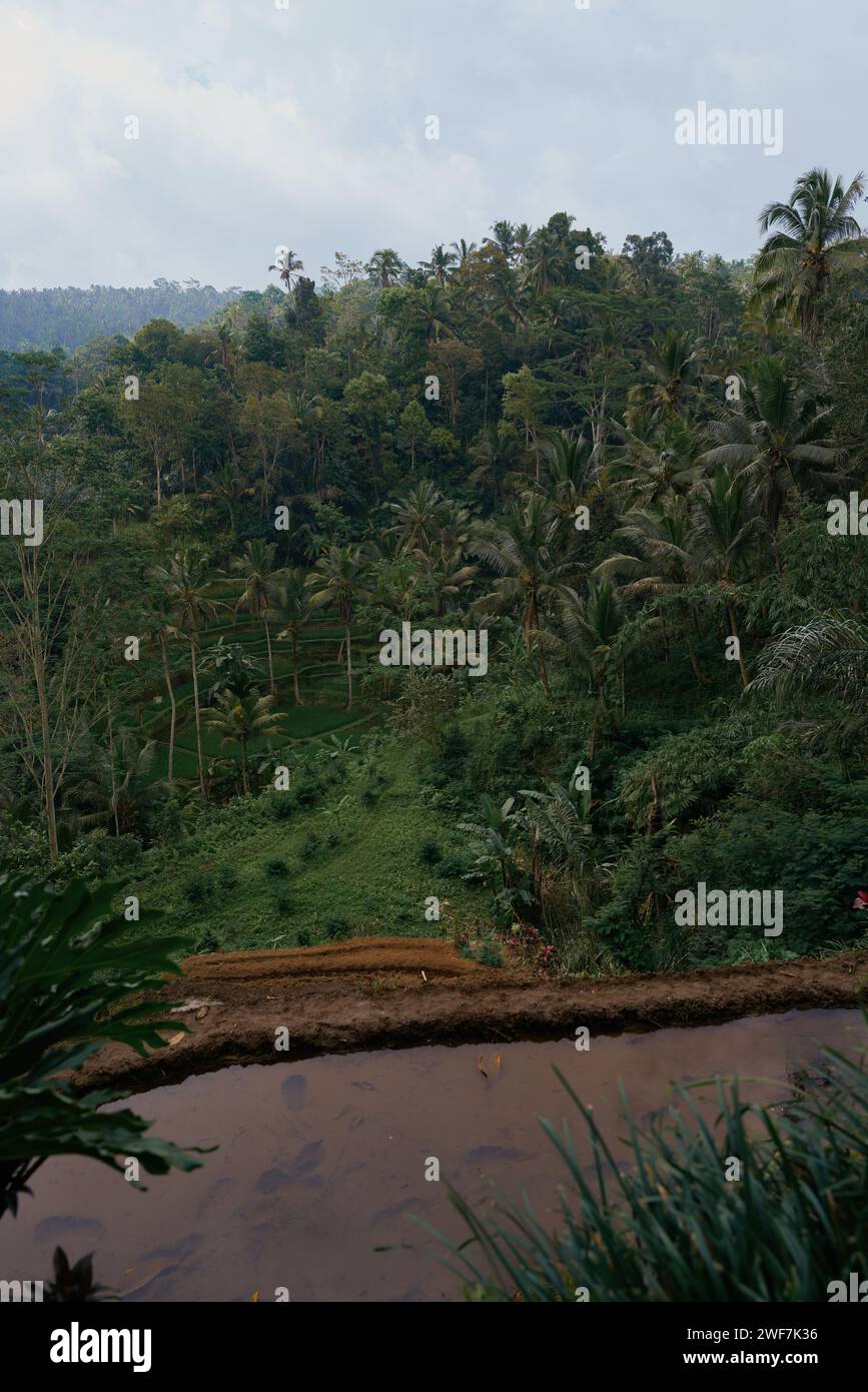 PADI Fields, Ubud Bali Foto Stock