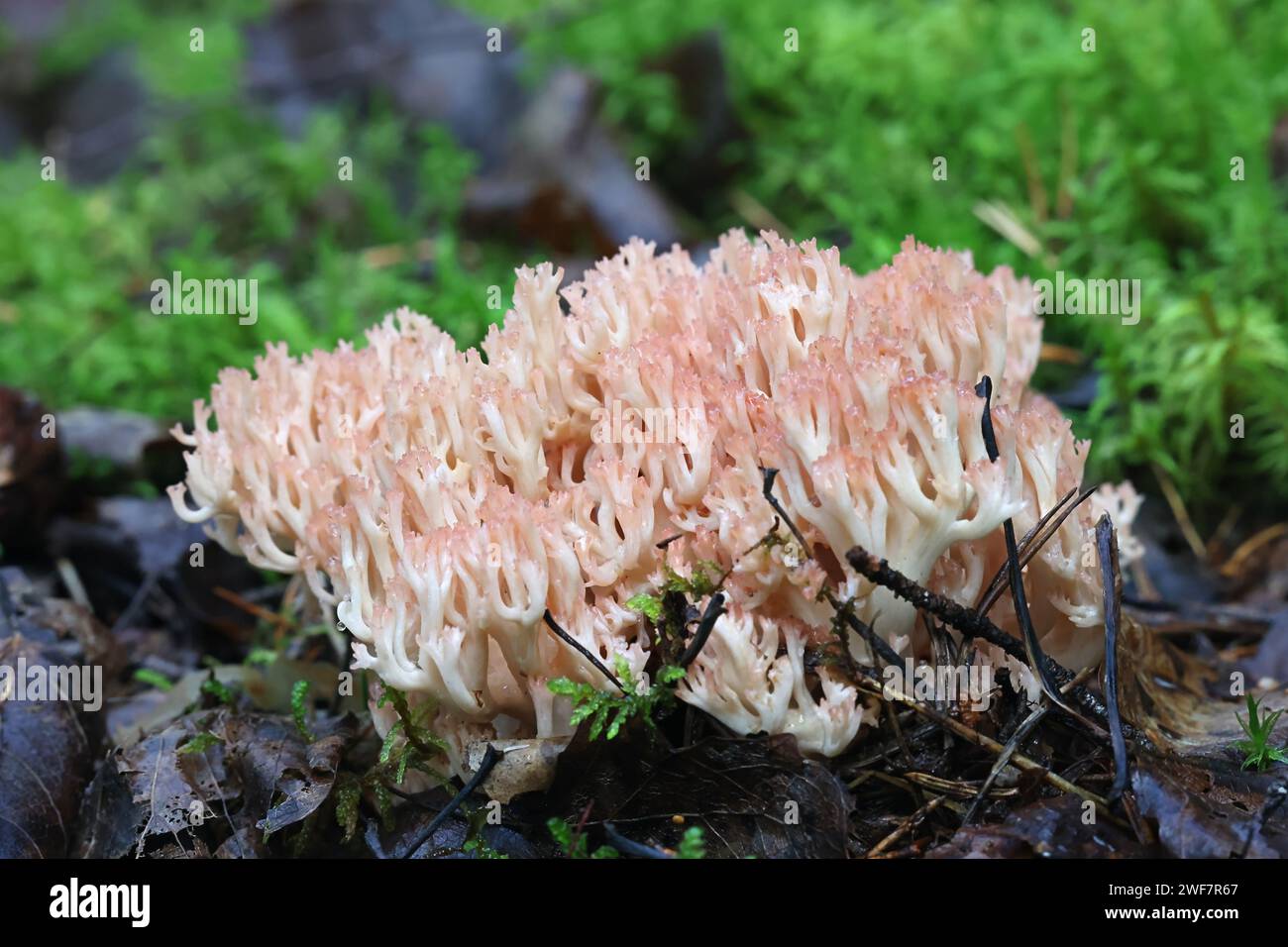 Ramaria botrytis, comunemente noto come il corallo raggruppato, il fungo corallino con punta rosa, o il corallo cavolfiore, fungo selvatico dalla Finlandia Foto Stock