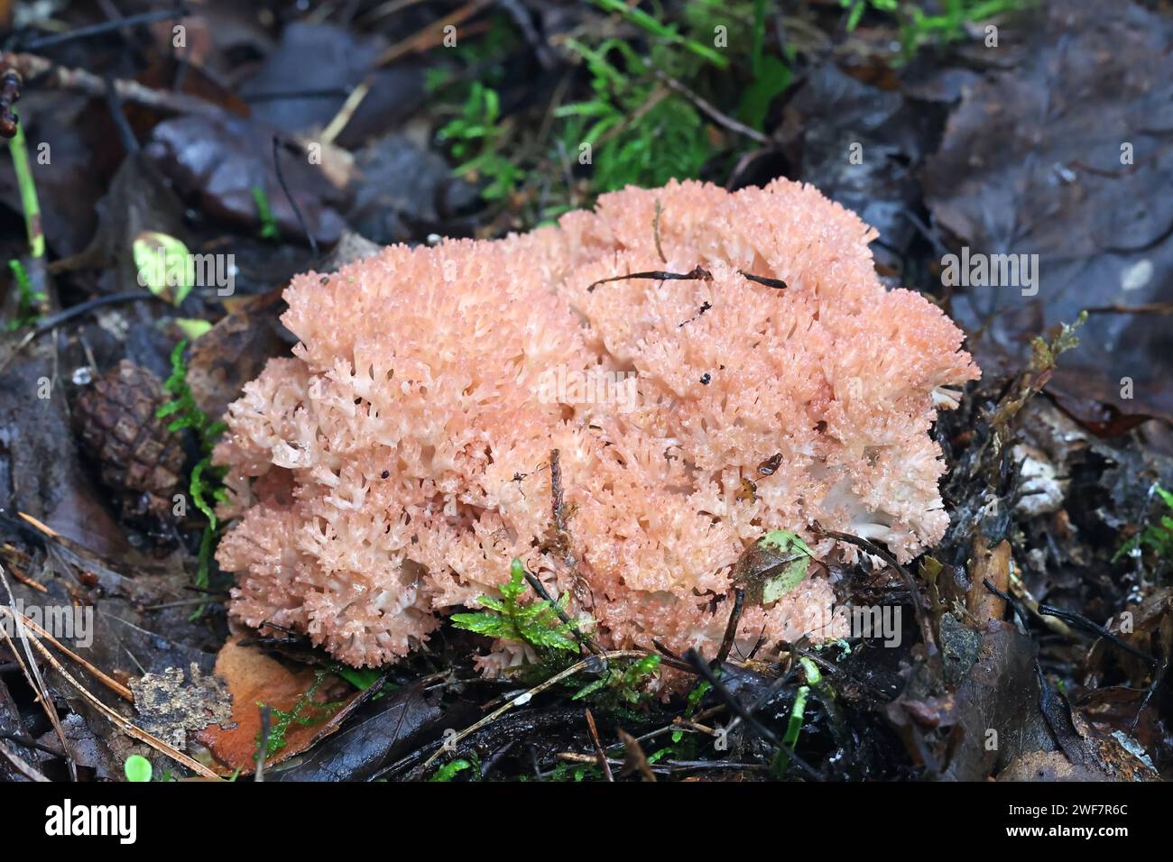 Ramaria botrytis, comunemente noto come il corallo raggruppato, il fungo corallino con punta rosa, o il corallo cavolfiore, fungo selvatico dalla Finlandia Foto Stock