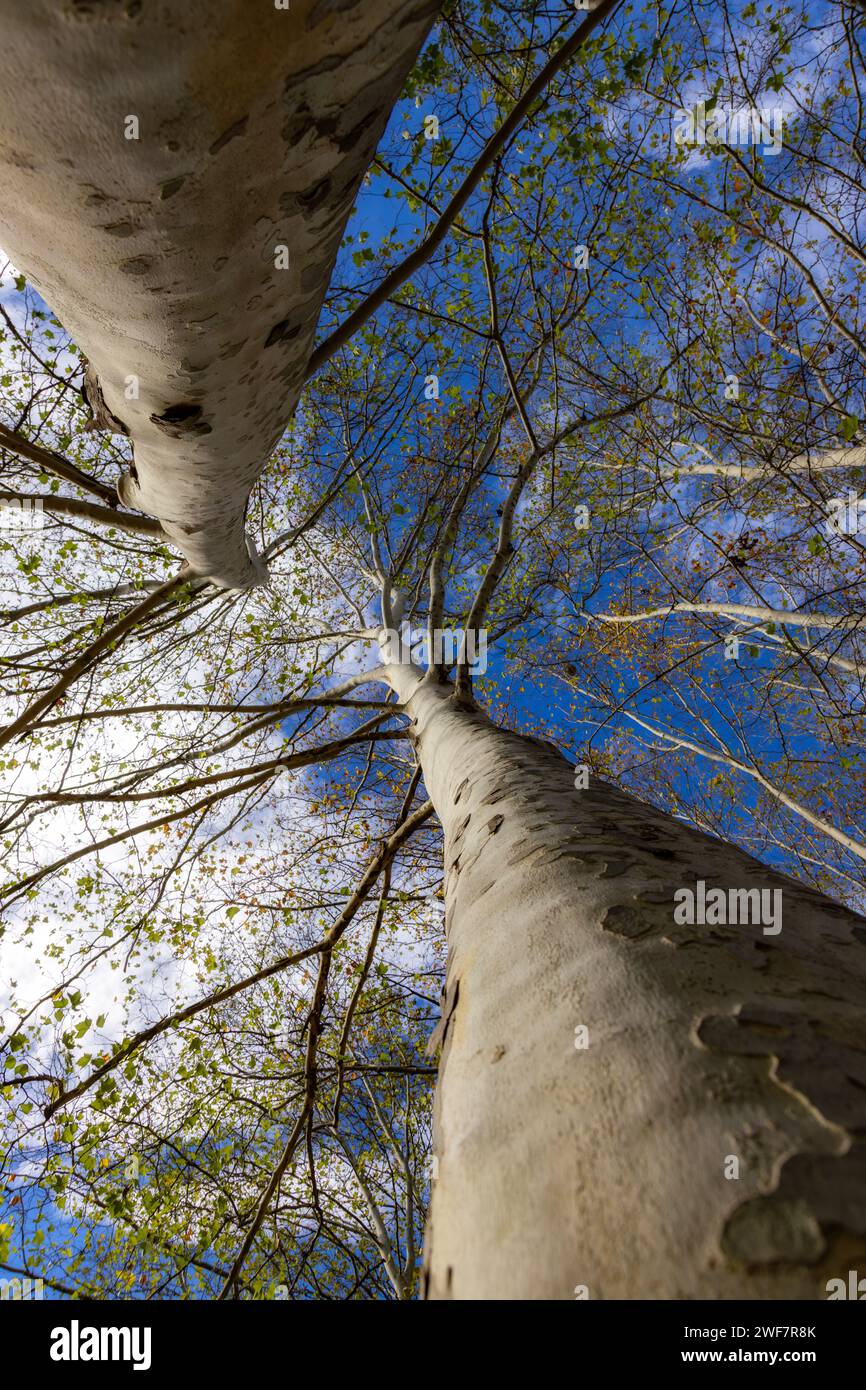 Bei vecchi alberi di sicomoro dal basso in una giornata di sole Foto Stock