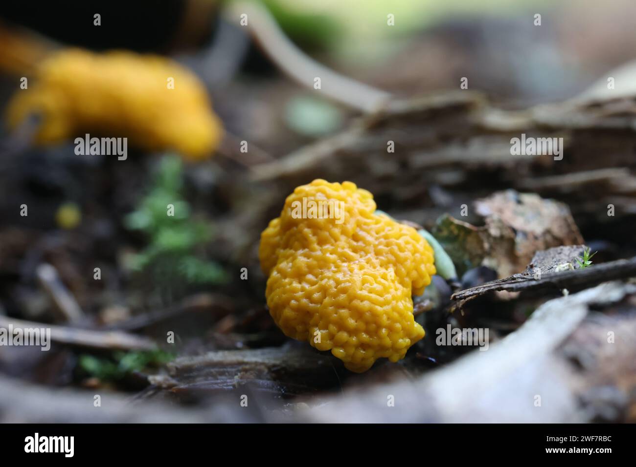 Physarum virescens, uno stampo giallo di melma proveniente dalla Finlandia, senza un nome inglese comune Foto Stock