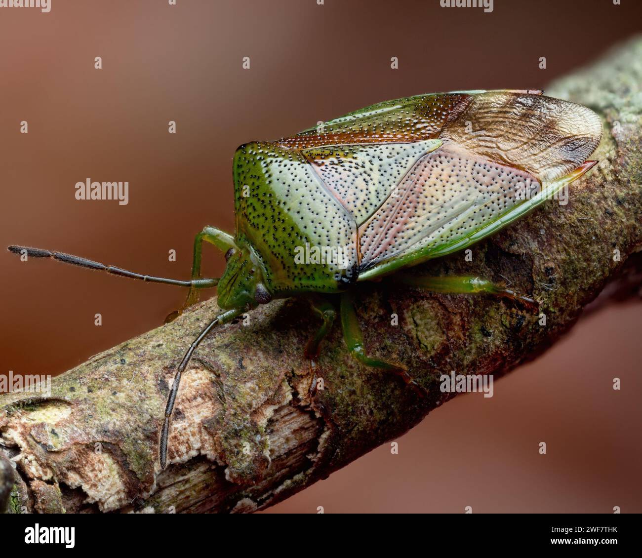 Birch Shieldbug (Elasmostethus interstinctus) su ramoscello di faggio. Tipperary, Irlanda Foto Stock