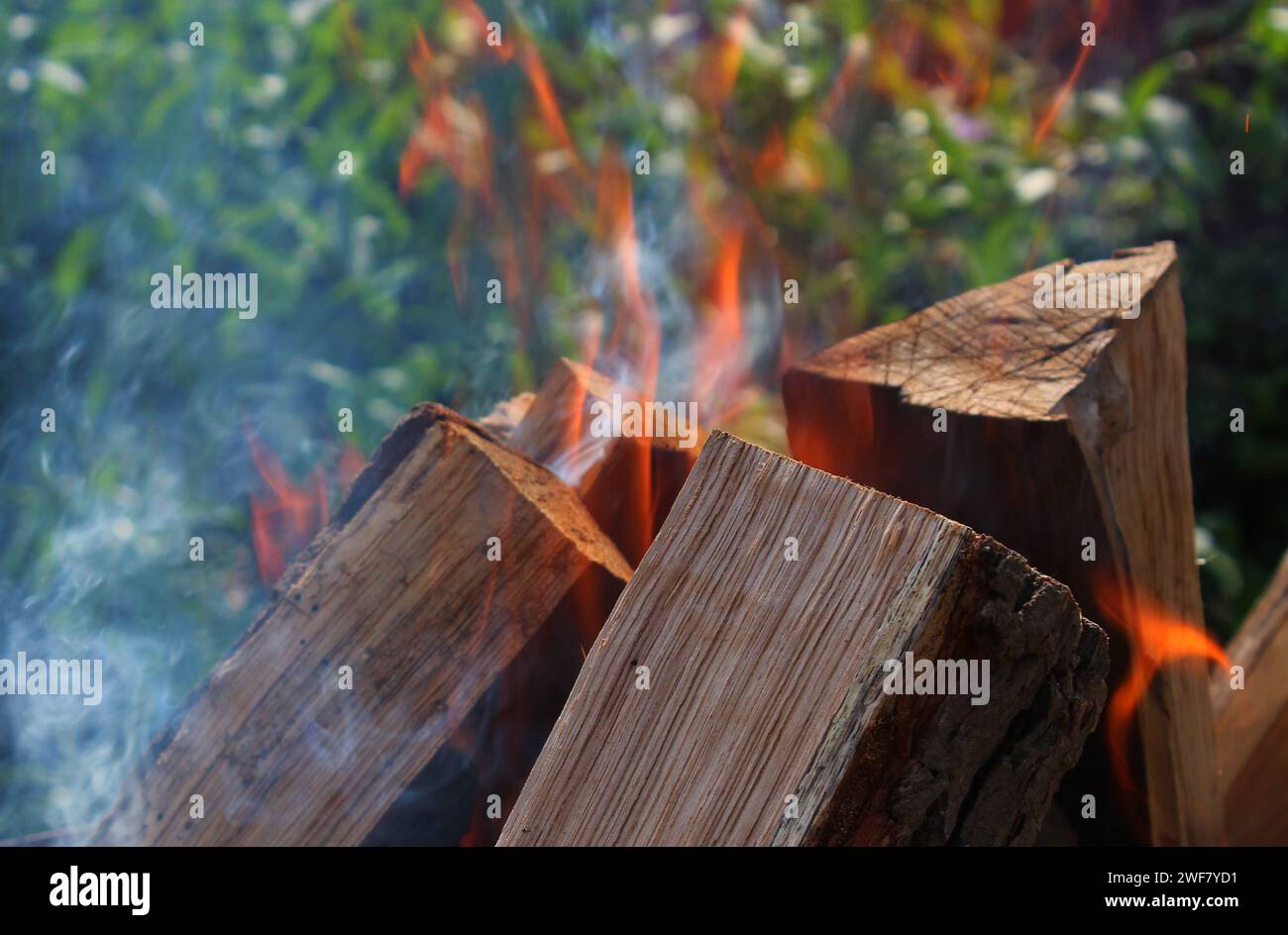 Tronchi fiammeggianti asciutti nel falò della foresta foto dettagliata Foto Stock