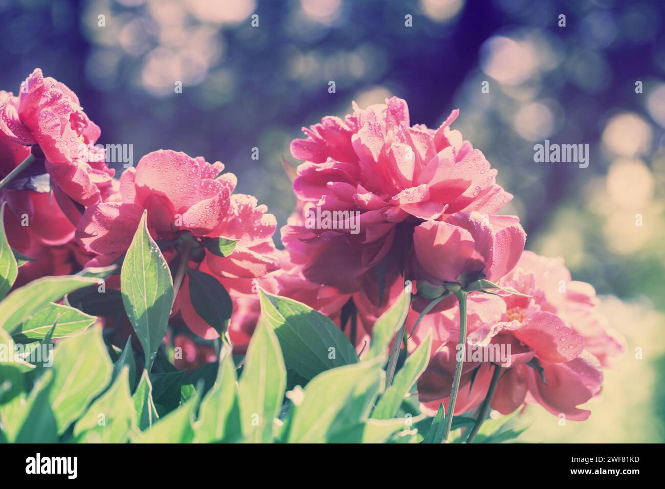 Fiori di peonia in fiore d'epoca in giardino. Sfondo naturale floreale Foto Stock