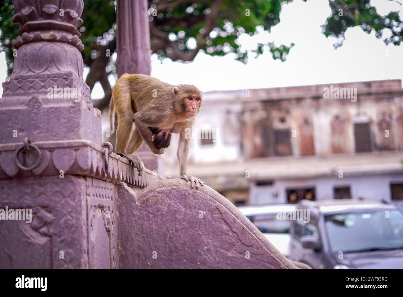 Scimmia che dà da mangiare al suo bambino mentre cammina giù dalla veranda del tempio nella città indiana di Ayodhya. Foto Stock