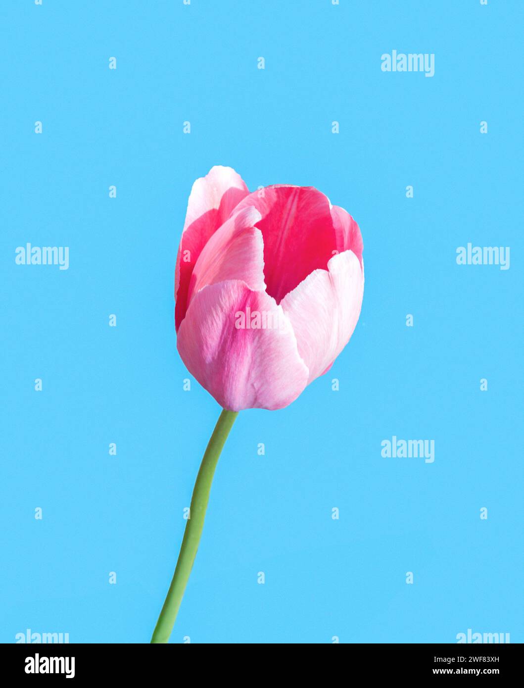 Fiore di tulipano rosso isolato su sfondo blu Foto Stock