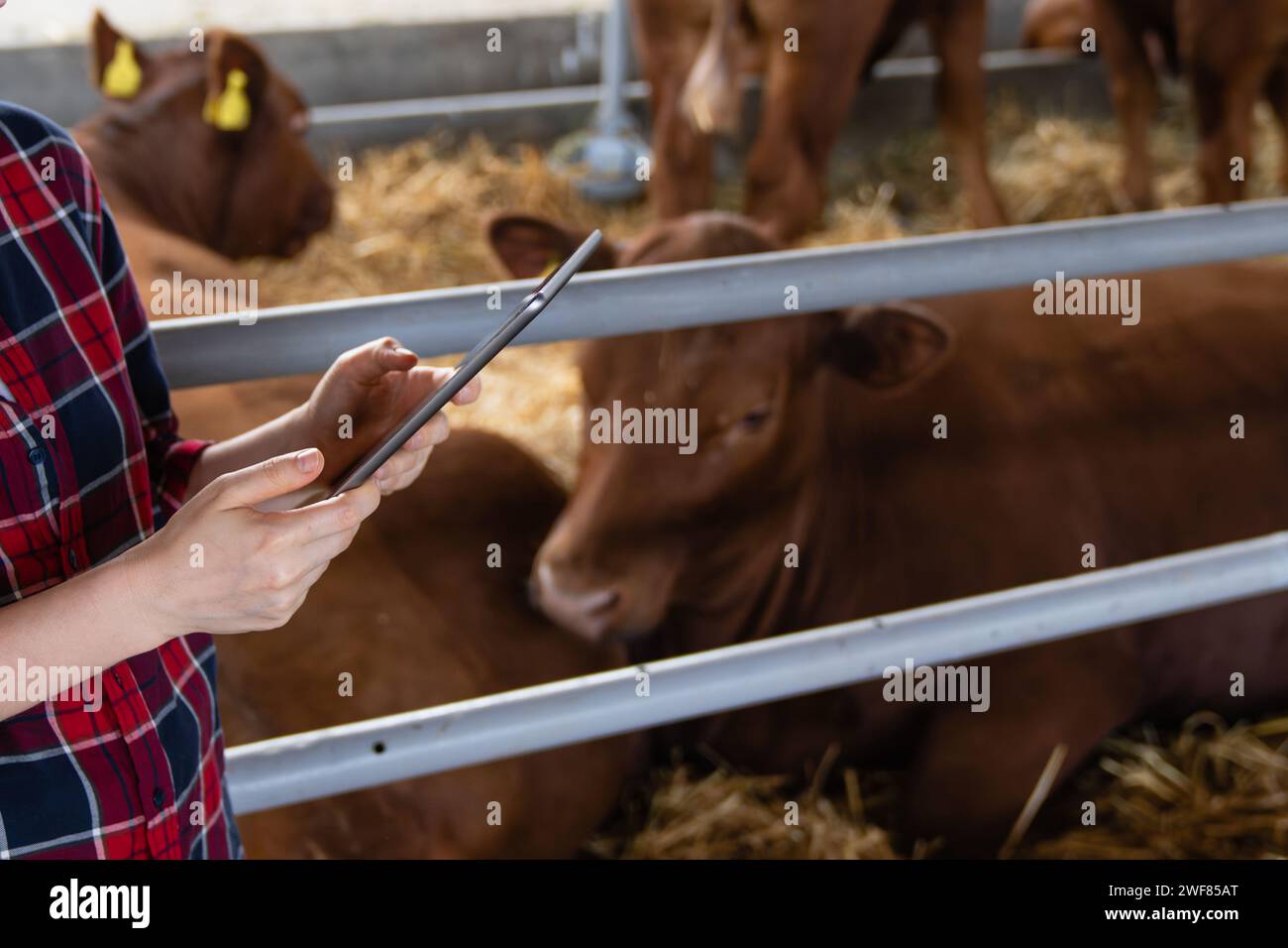 Donna contadina con computer tablet ispeziona le mucche in un caseificio. Gestione delle mandrie. Foto Stock