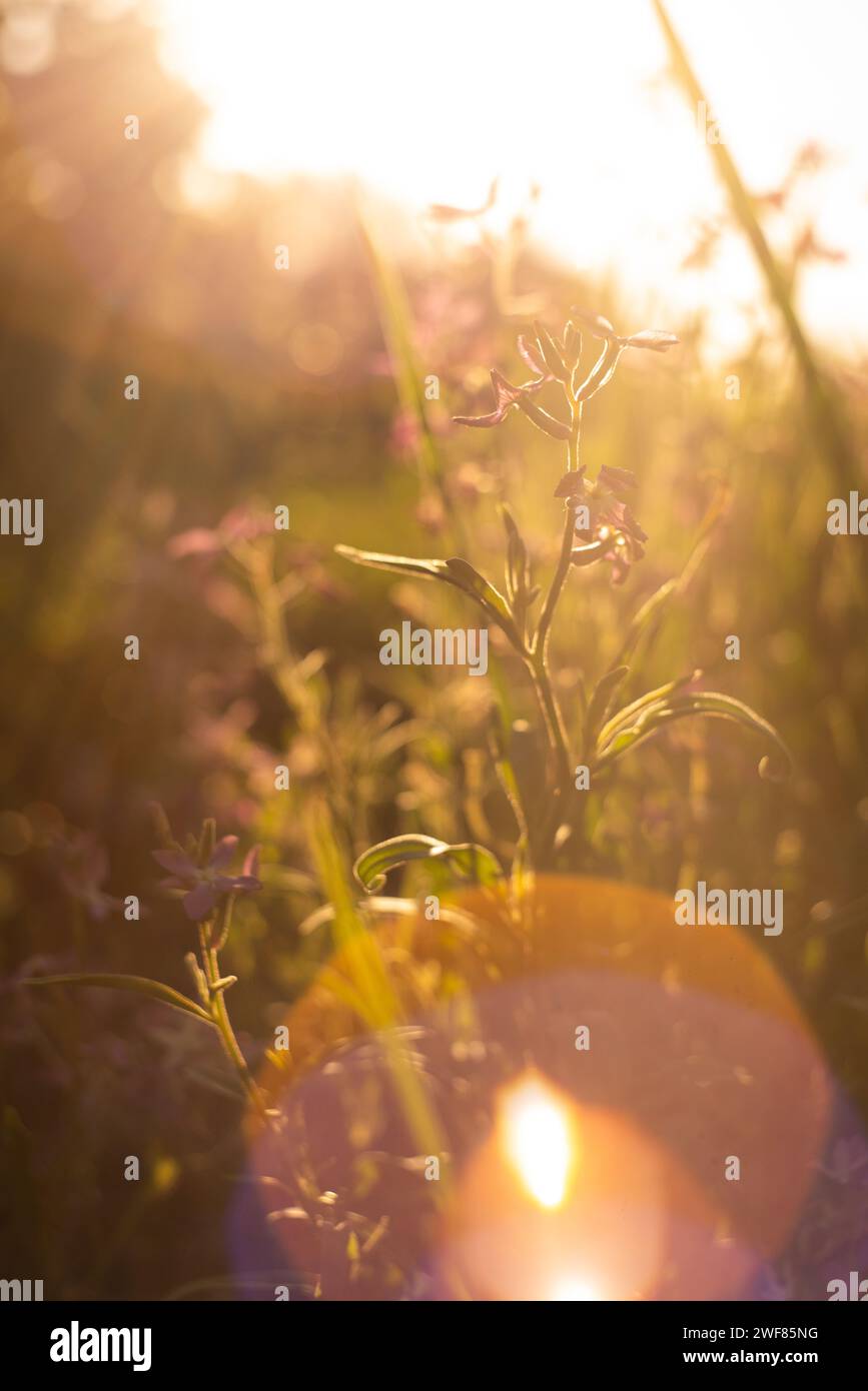 Fiore di campo nel bagliore del sole. Luce del tramonto, estate... Foto Stock