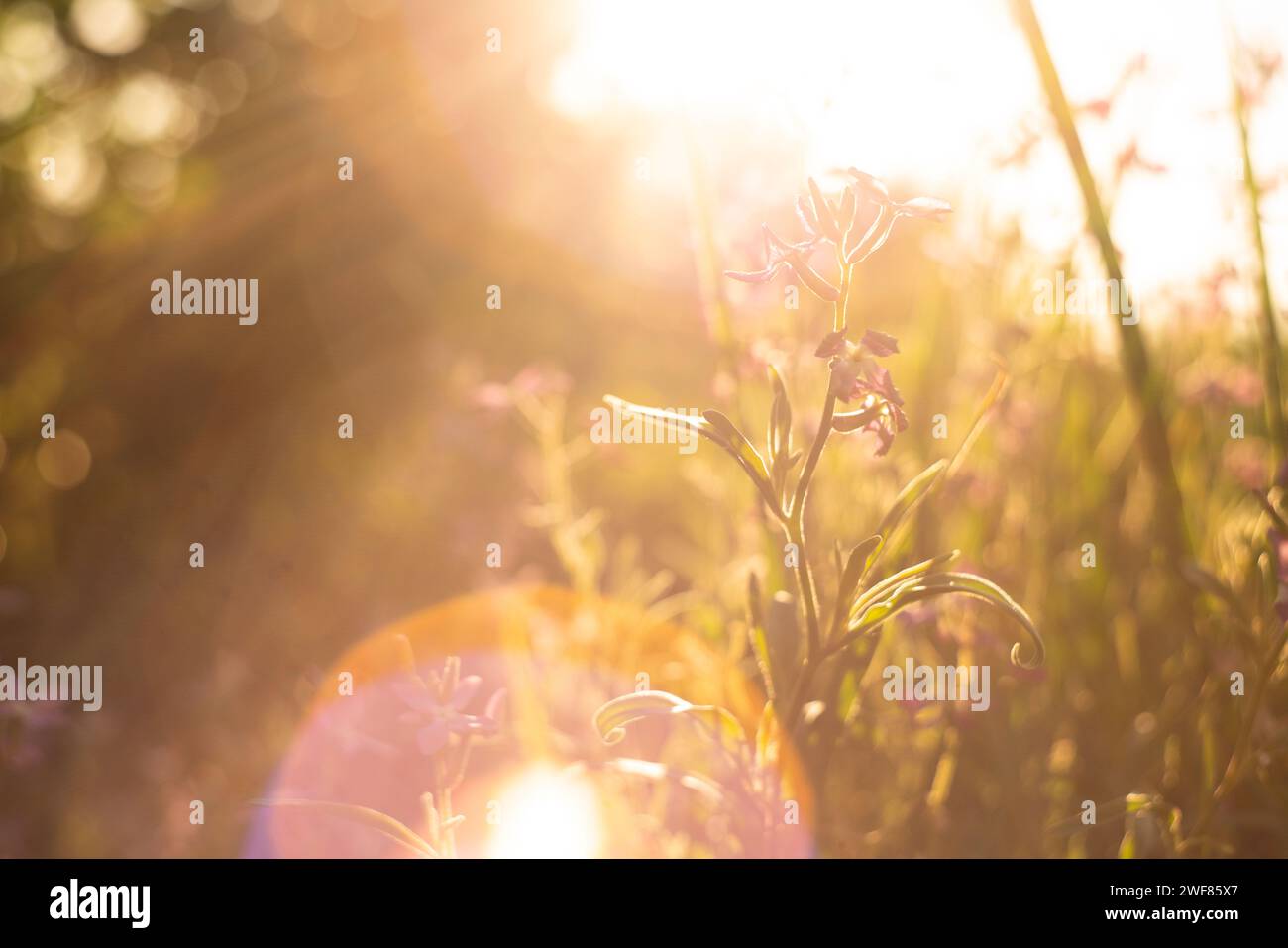 Fiore di campo nel bagliore del sole. Luce del tramonto, estate... Foto Stock