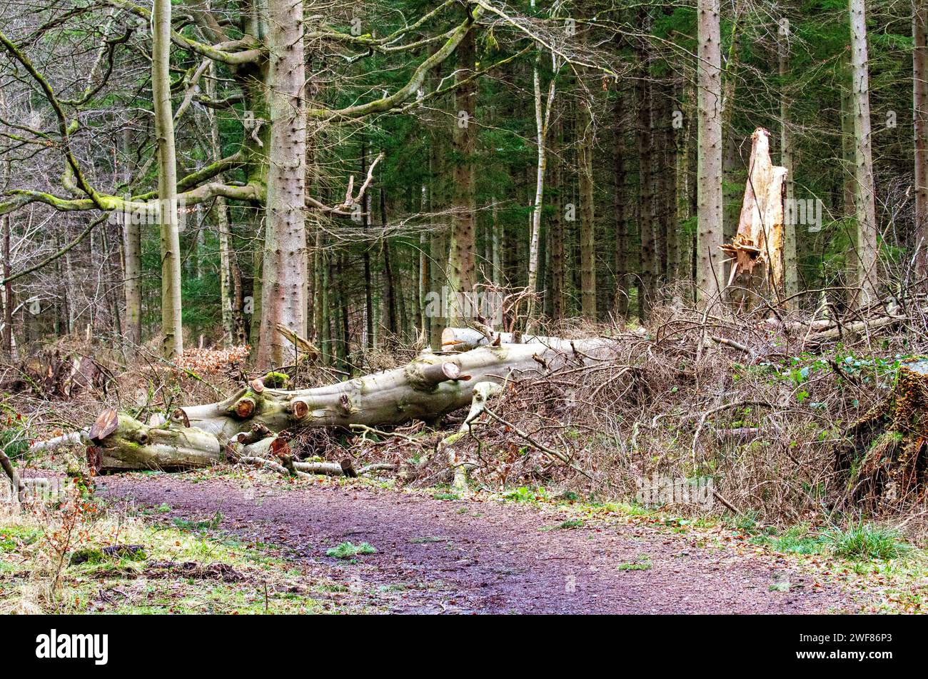 Dundee, Tayside, Scozia, Regno Unito. 29 gennaio 2024. Meteo Regno Unito: Tayside sta vivendo un clima mite e cupo con temperature che oscillano intorno ai 6°C. Scene invernali da Templeton Woods vicino al Dundee Ardler Village, dove si trovano caprioli che pascolano la foresta e che vengono avvistati più facilmente all'alba e al tramonto. Poiane, gialli e scoiattoli rossi si trovano in tutto il bosco, rendendo Dundee una delle poche città della Gran Bretagna ad essere la sede di questi graziosi mammiferi che vivono sugli alberi. Crediti: Dundee Photographics/Alamy Live News Foto Stock