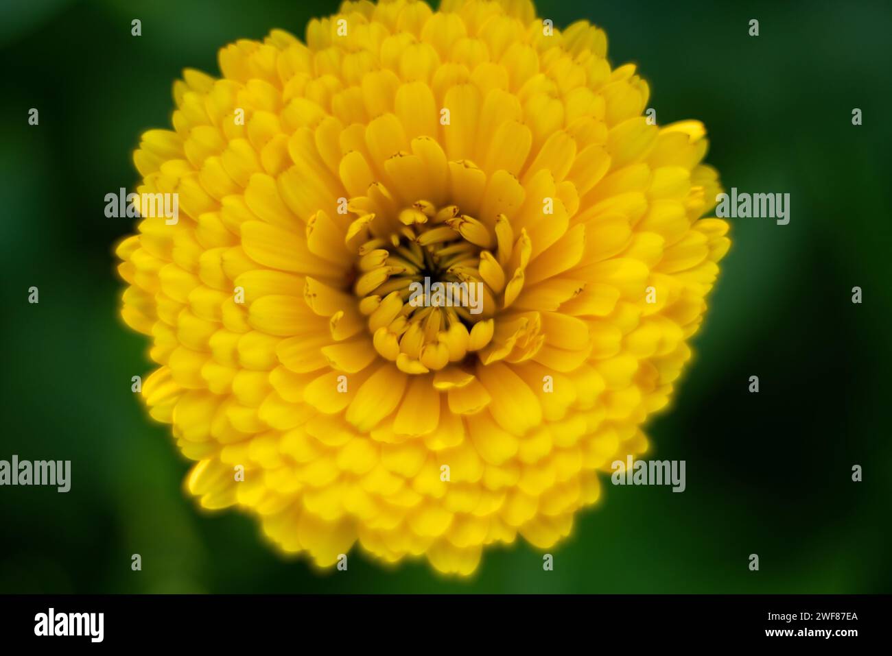Primo piano sul fiore di calendula. Macro Foto Stock
