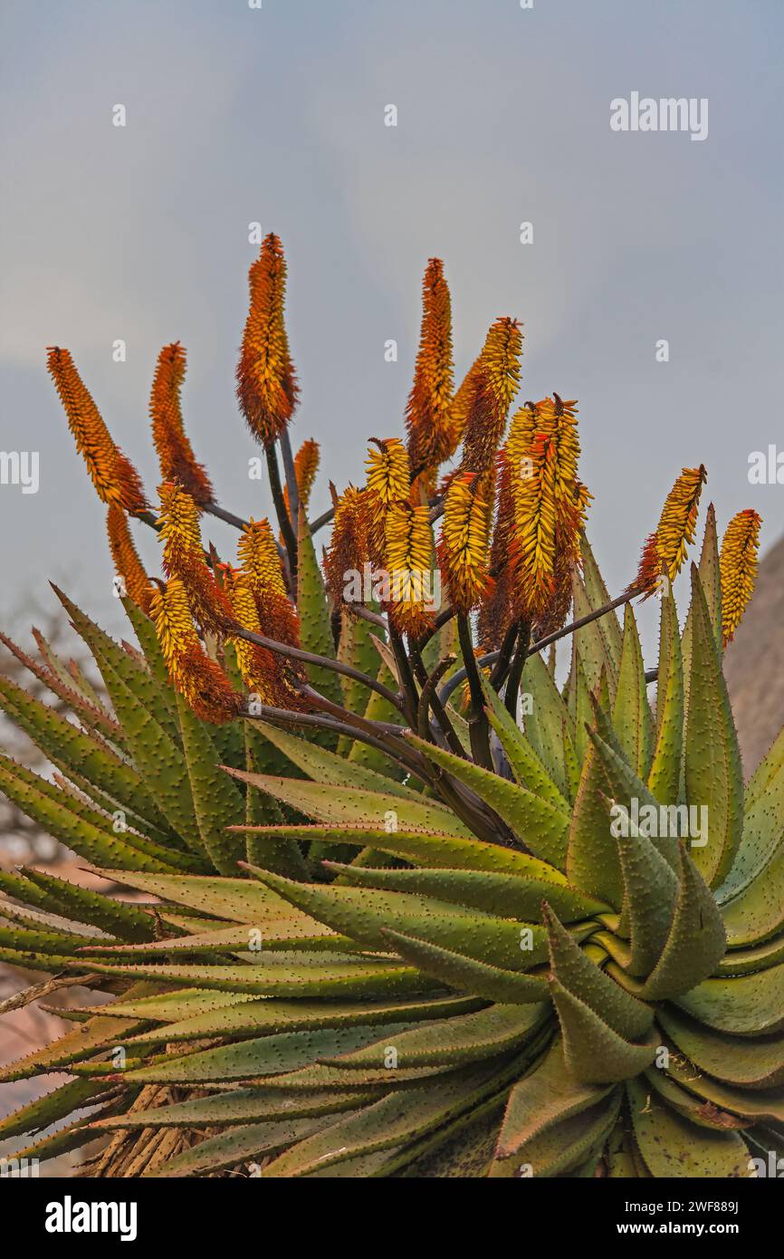 Aloe di montagna (Aloe ferox) 15727 Foto Stock
