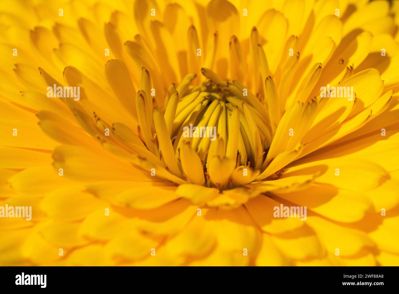 Primo piano sul fiore di calendula. Macro Foto Stock