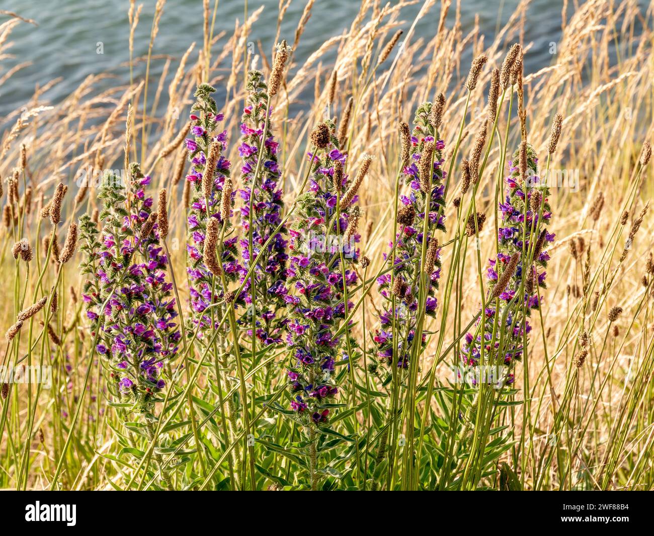 Fioritura di vipera bugloss o alveare, Echium vulgare, con giovani fiori rosa e viola, Paesi Bassi Foto Stock