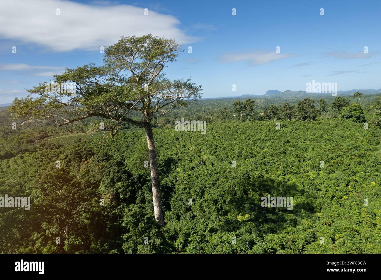 Grande albero naturale alto su paesaggio verde vista aerea droni Foto Stock