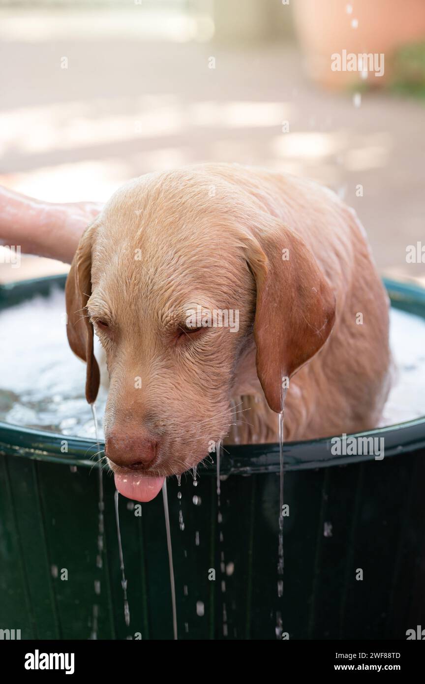 Gocciolamento d'acqua dal cane labrador che fa la doccia su sfondo sfocato Foto Stock