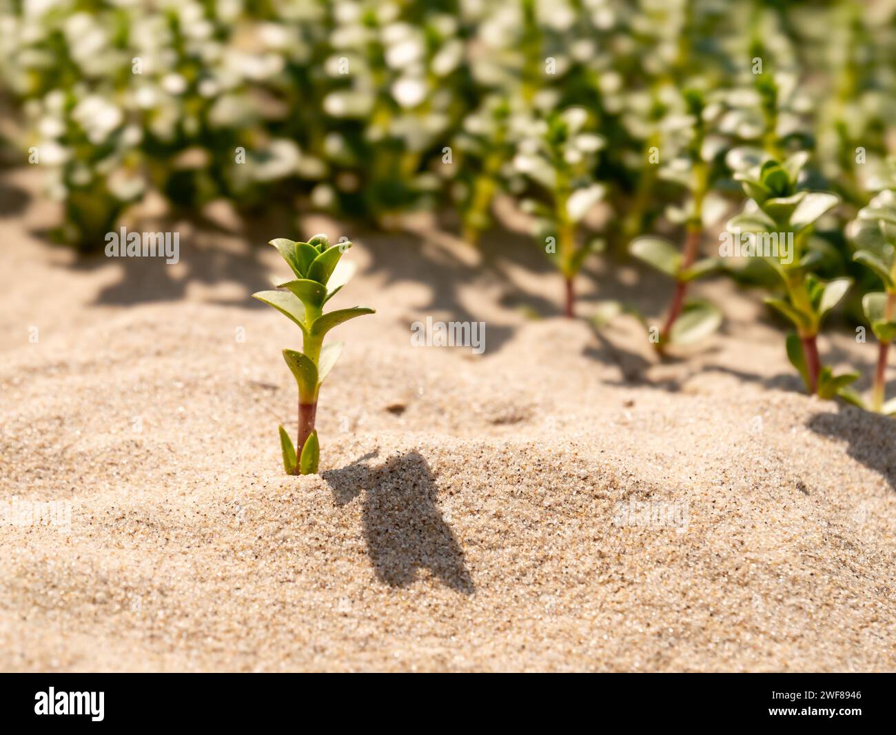 Erba arenaria marina, Hockenya peploides, che cresce nella sabbia ai margini del mare, riserva naturale Kwade Hoek, Goeree, Zuid-Holland, Paesi Bassi Foto Stock