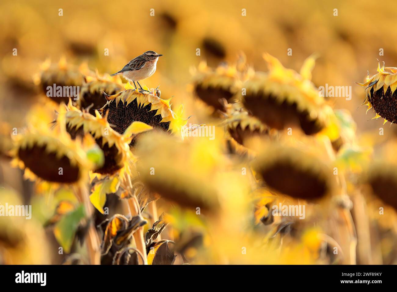 Un piccolo uccello si staglia graziosamente in cima a un girasole maturo in un campo vivace illuminato da un tramonto dorato Foto Stock