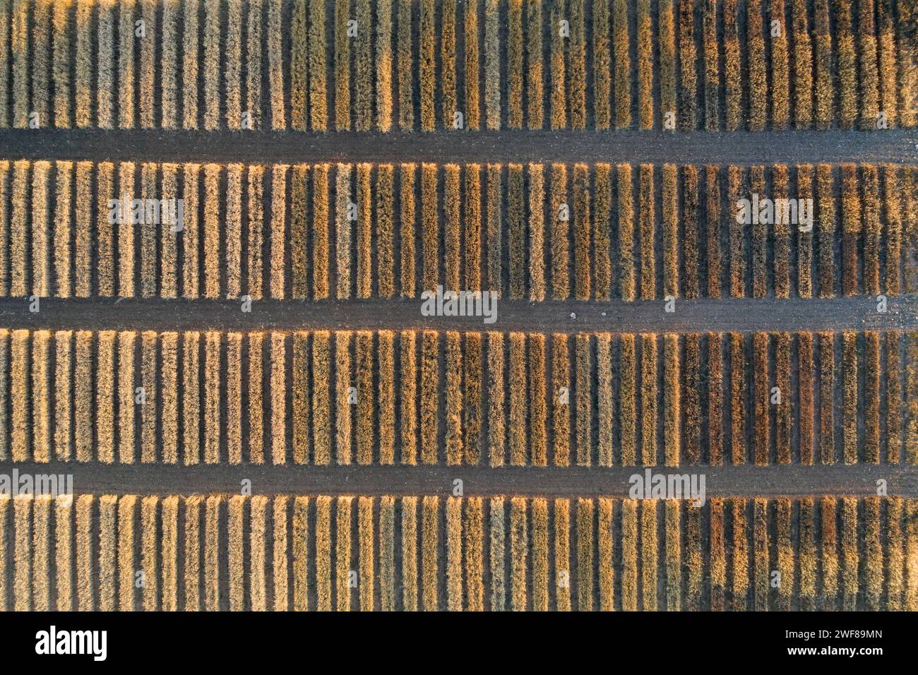 Vista aerea di un campo dall'alto che mostra la precisione geometrica nella disposizione delle file di ritaglio, simile a un codice a barre organico Foto Stock