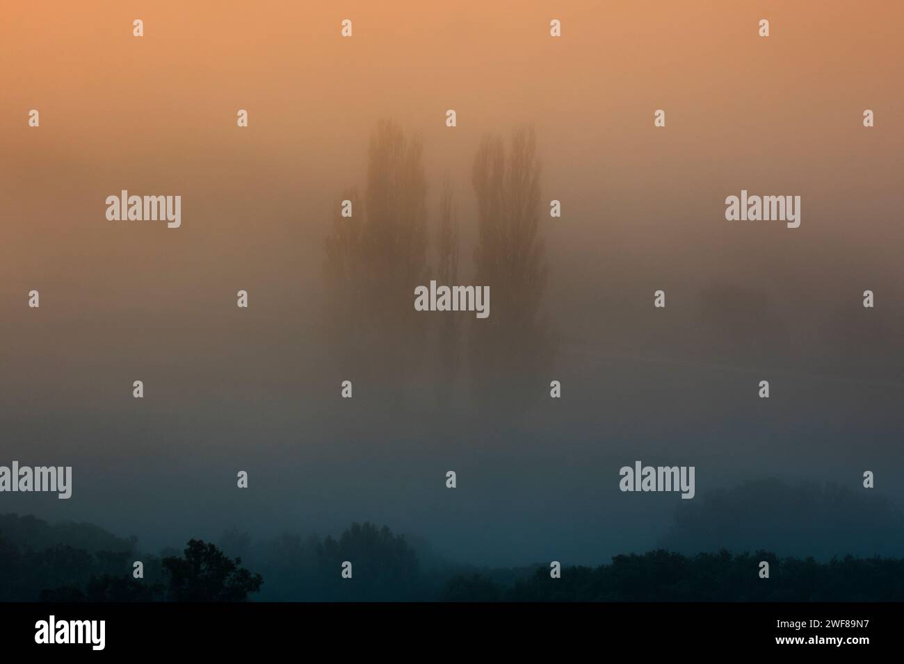 Il misterioso fascino della natura viene catturato in questa immagine, dove gli alberi avvolti da fitta nebbia presentano un aspetto spettrale contro un sk arancione sfumato Foto Stock