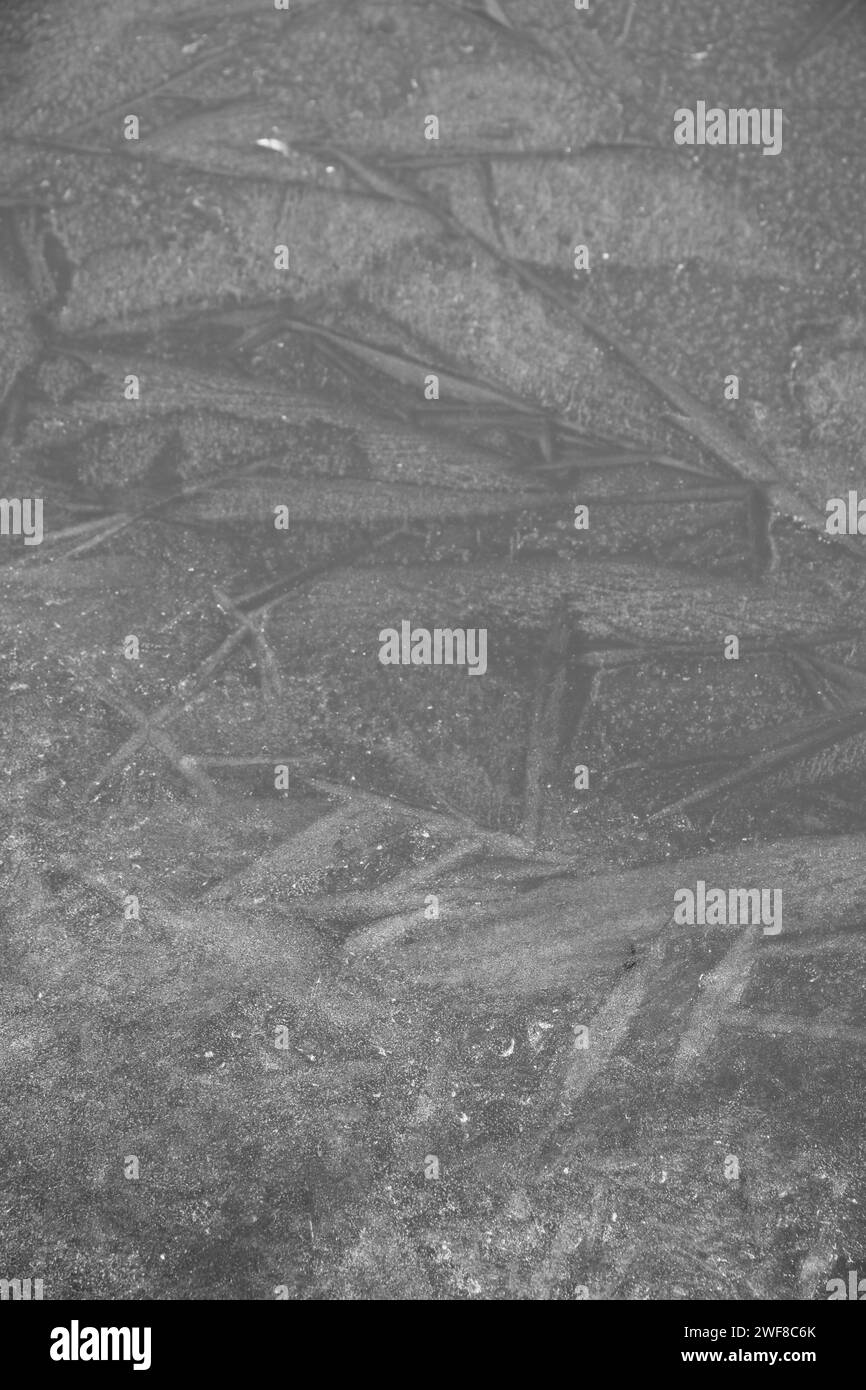 l'automa lascia sotto il ghiaccio di uno stagno, un lago Foto Stock