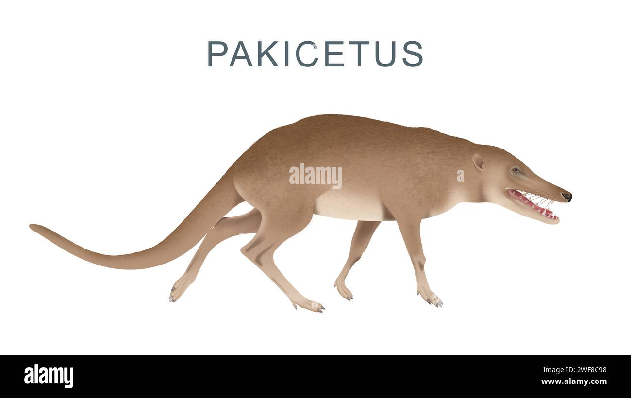 Pakicetus - antenato delle balene Foto Stock