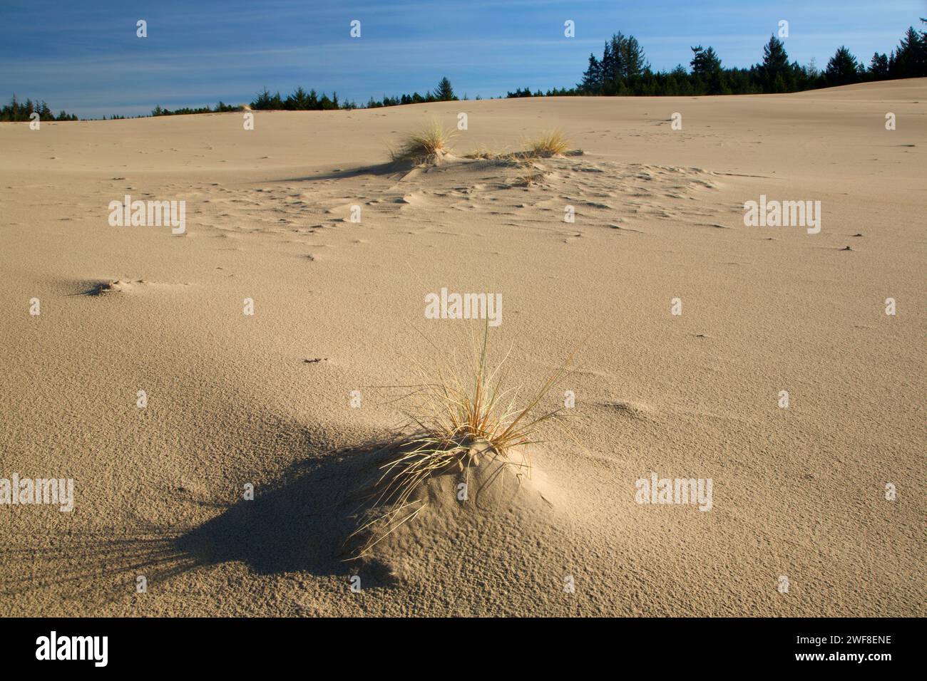 Dune lungo il carter Dune Trail, Oregon Dunes National Recreation Area, Oregon Foto Stock