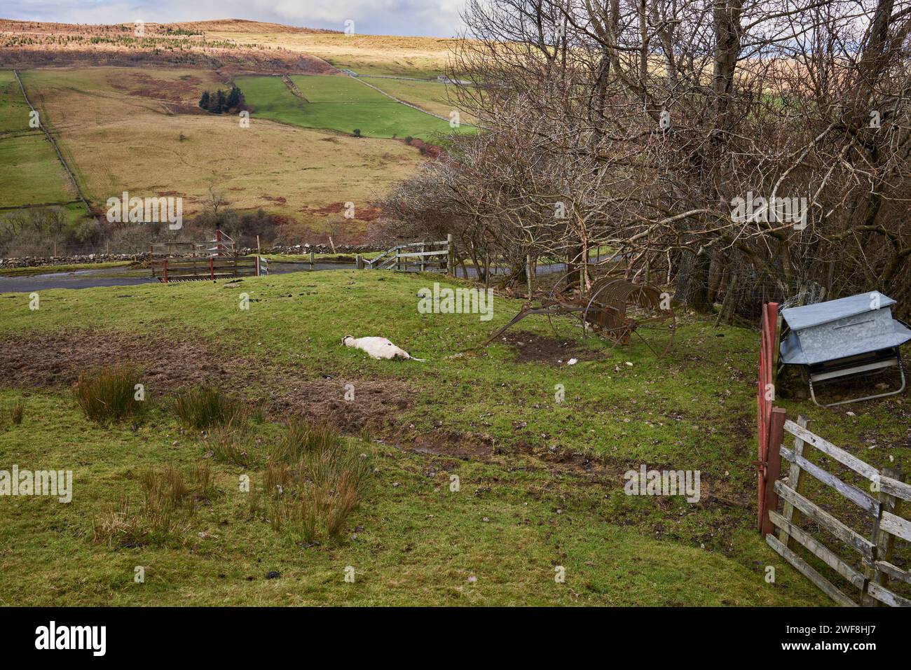 Vista verso ovest. Con un rastrello da fieno d'epoca abbandonato e una pecora morta, che mostra la dura realtà dell'agricoltura collinare nelle Yorkshire Dales Foto Stock