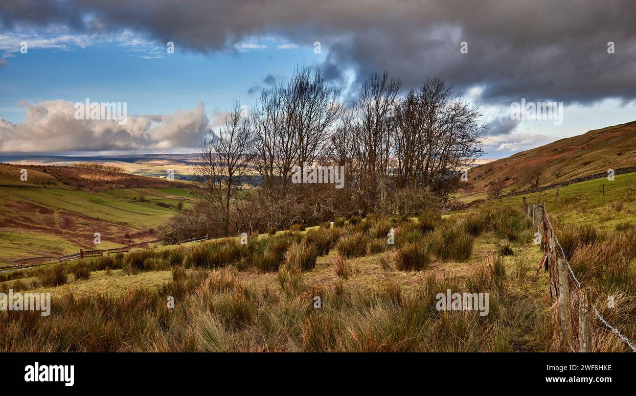 Con un prato pieno di fretta in primo piano, guardando a nord verso Wensleydale attraverso West Burton dalla singola strada a binario per Walden nello Yorkshire Foto Stock