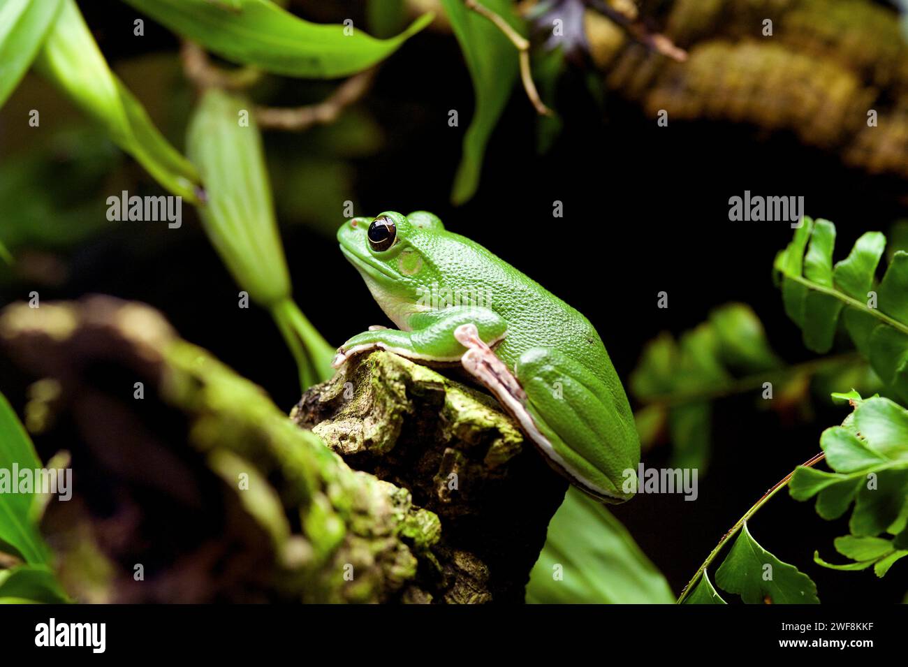 La rana volante cinese (Rhacophorus dennysi o Zhangixalus dennysi) è una rana di alberi originaria dell'Asia, dalla Cina al Laos e al Vietnam. Foto Stock