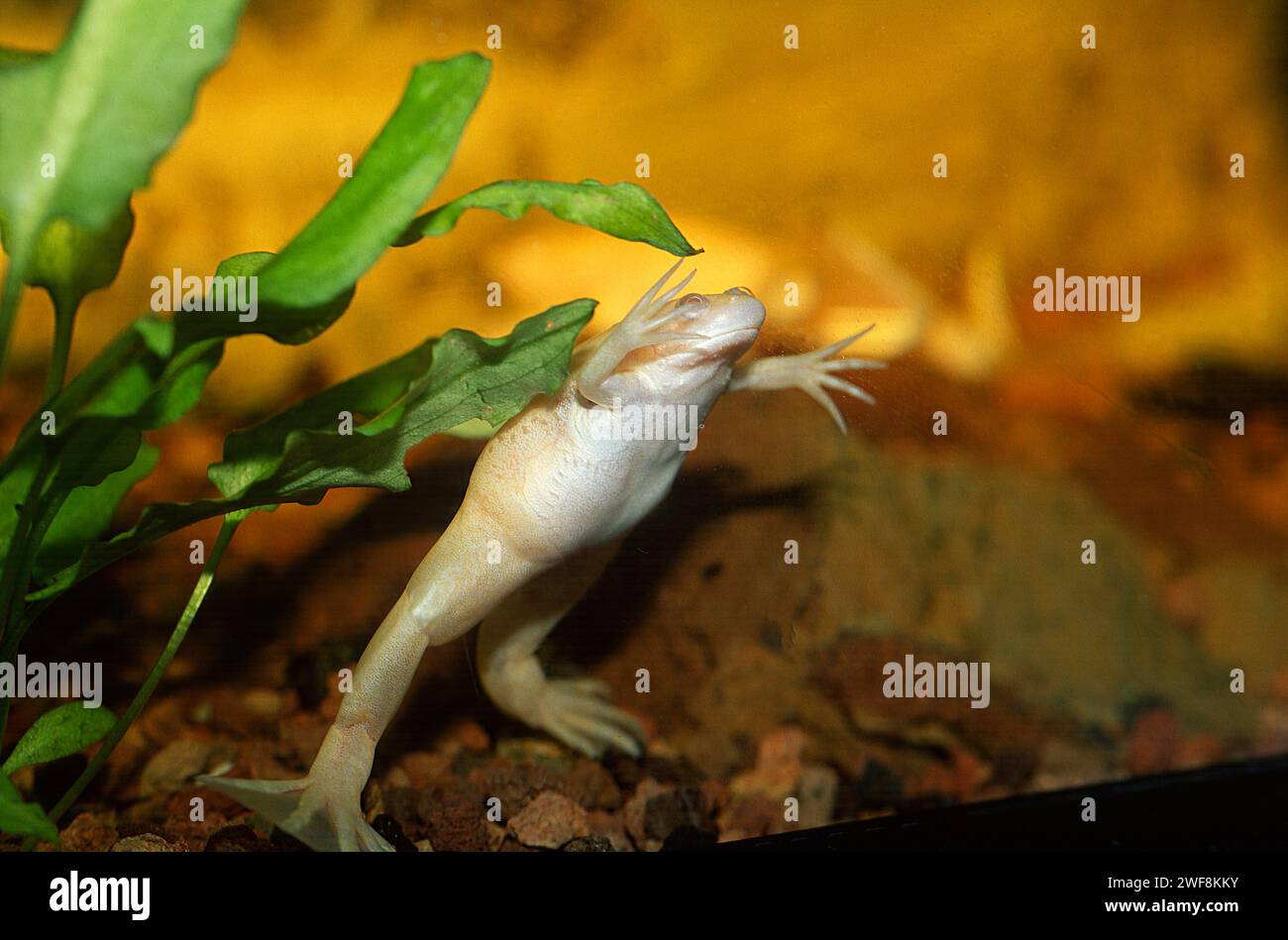 La rana artigliata africana (Xenopus laevis) è originaria dell'Africa sub-sahariana. Foto Stock