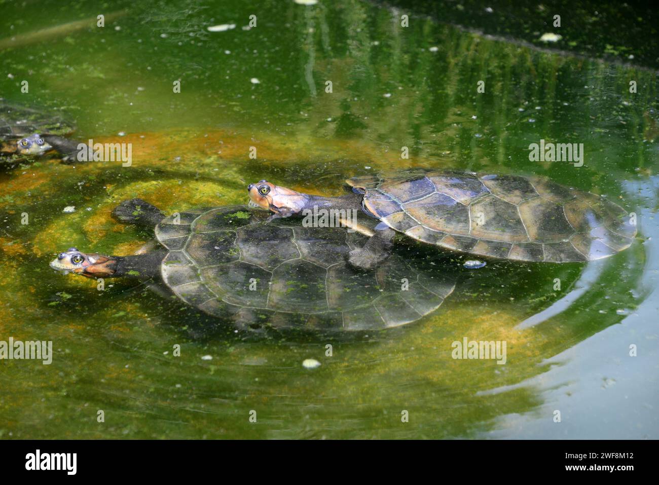 La tartaruga di Rio delle Amazzoni (Podocnemis unifilis) è una tartaruga di acqua dolce originaria del fiume Amazzonia. Questa foto è stata scattata a Manaus, Brasile. Foto Stock