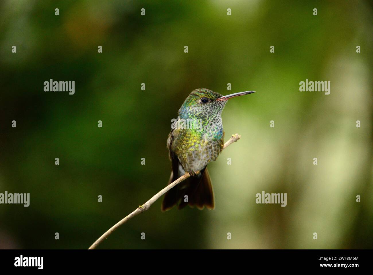 Versicolored Emerals (Amazilia versicolor) è un colibrì originario del Sud America centrale. Questa foto è stata scattata in Brasile. Foto Stock