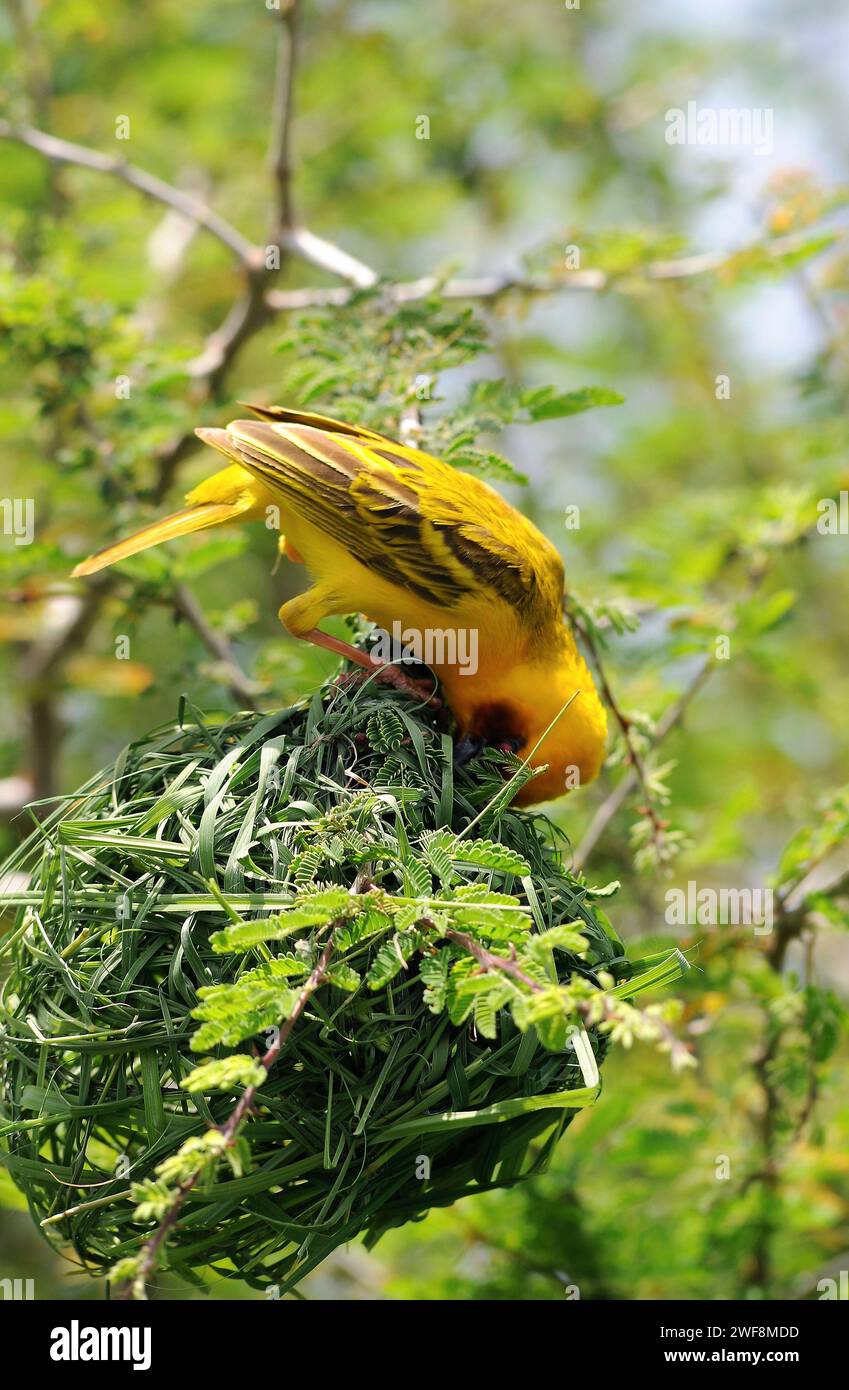 Il "Village weaver" (Ploceus cucullatus) è un uccello passerino originario dell'Africa subsahariana. Questa foto è stata scattata in Etiopia. Foto Stock