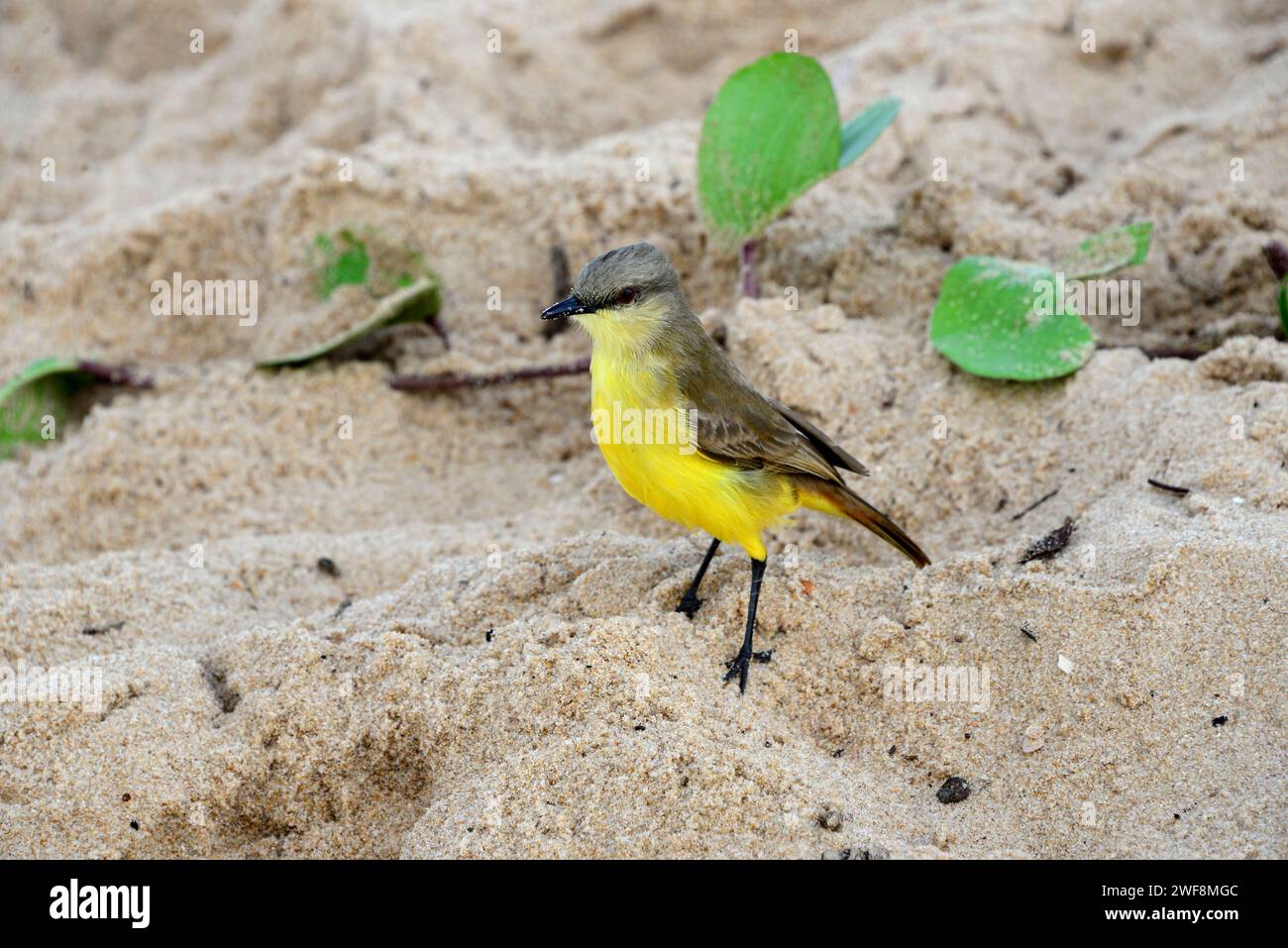 Tyrannus melancholicus (Tyrannus melancholicus) è un uccello originario delle Americhe, dagli Stati Uniti meridionali all'Argentina. Questa foto è stata scattata a Praia do forte, Bahia Foto Stock