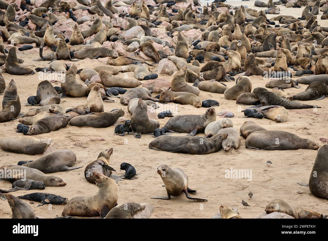Colonie di foche di pelliccia marrone con bambini, riserva di foche di Cape Cross, Namibia, Africa Foto Stock