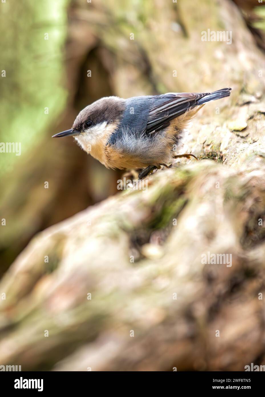 Piccola ma vibrante, la Pygmy Nuthatch, la Sitta pygmaea, le farine tra gli alberi di conifere nelle foreste del Nord America. Foto Stock
