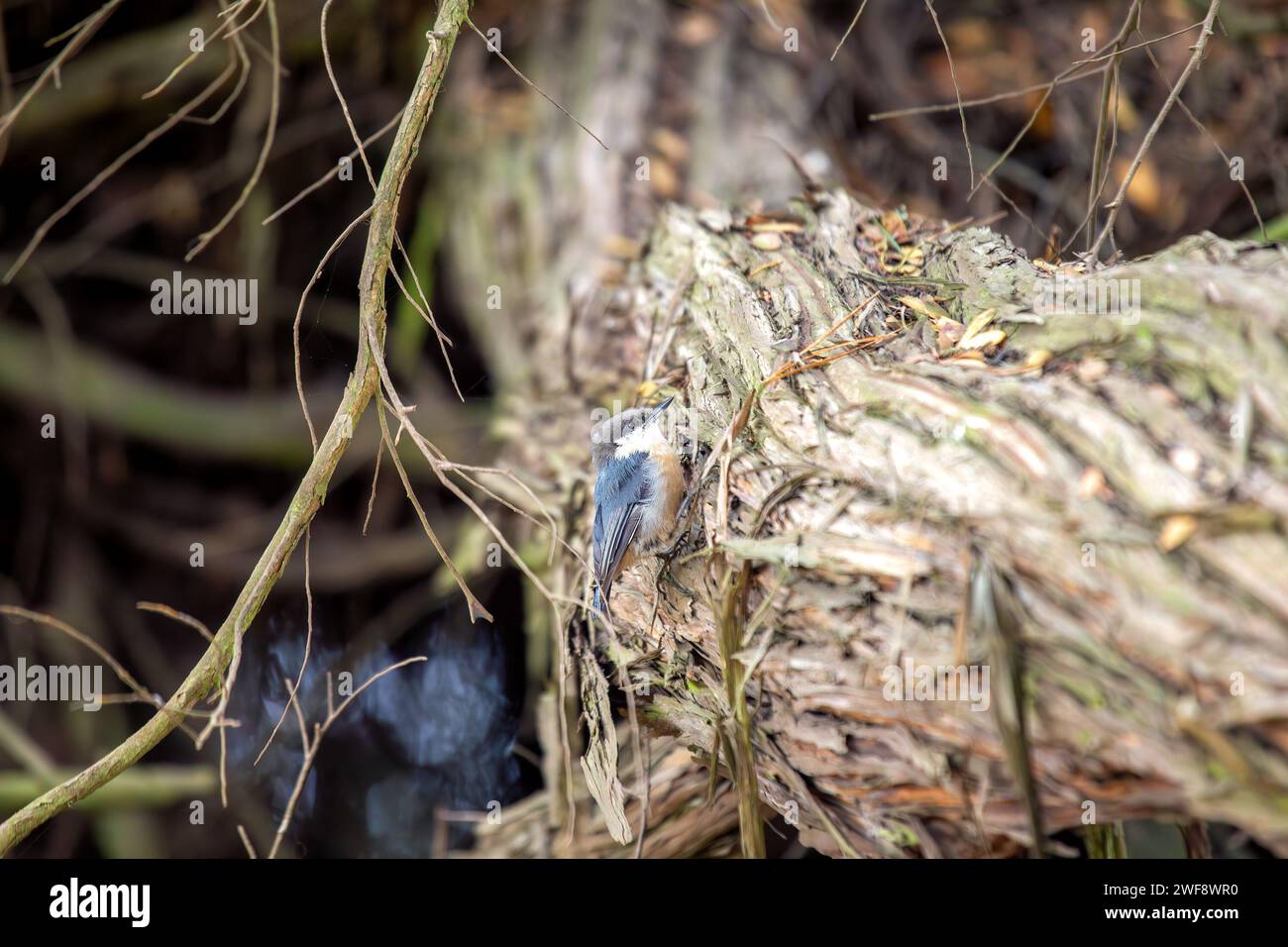 Piccola ma vibrante, la Pygmy Nuthatch, la Sitta pygmaea, le farine tra gli alberi di conifere nelle foreste del Nord America. Foto Stock