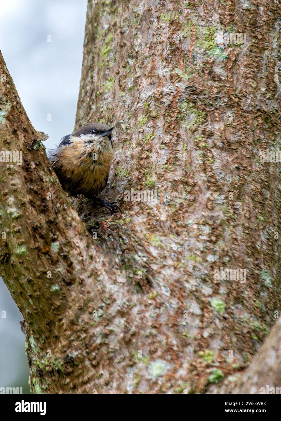 Piccola ma vibrante, la Pygmy Nuthatch, la Sitta pygmaea, le farine tra gli alberi di conifere nelle foreste del Nord America. Foto Stock