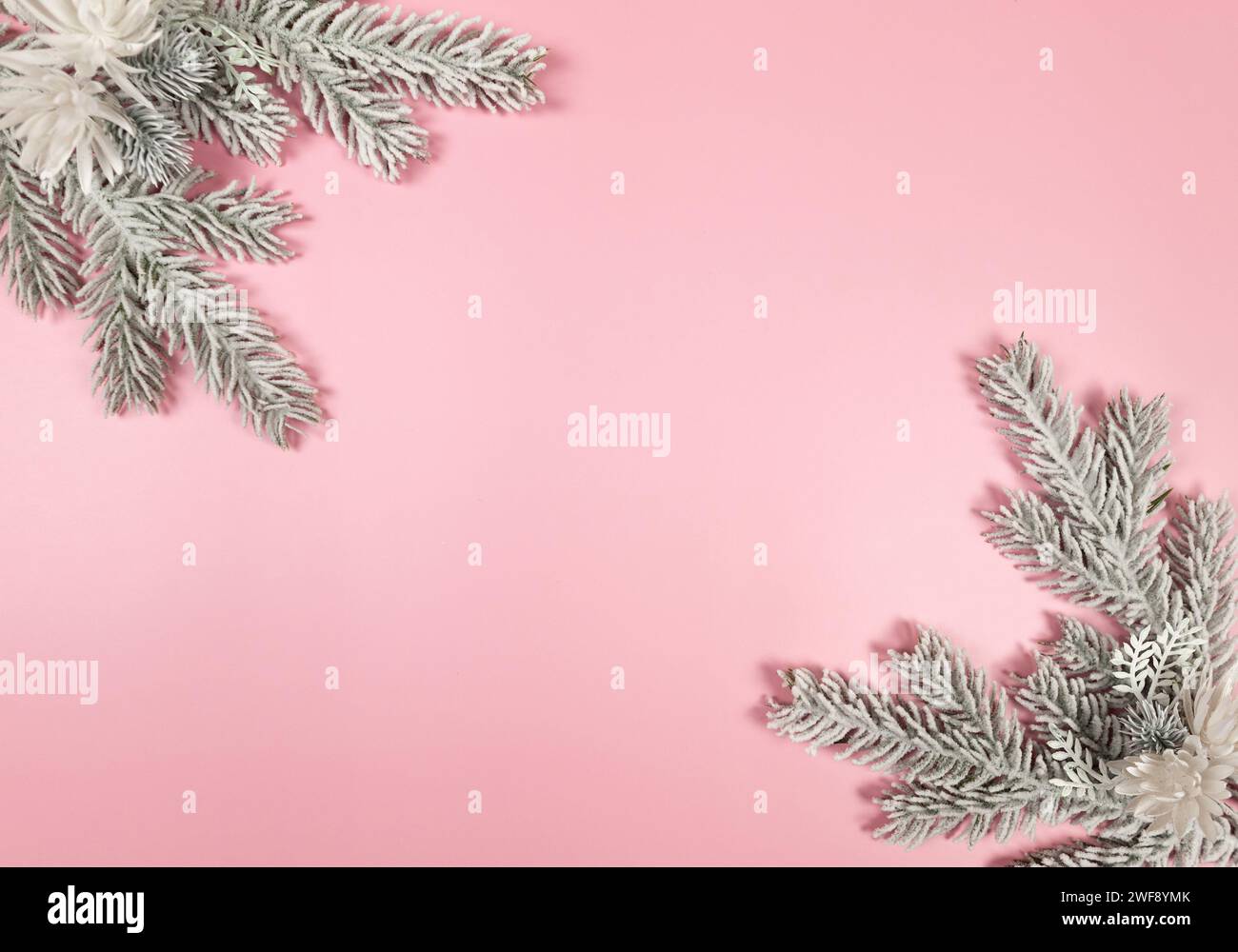 Composizione natalizia, rami di abete, fiori invernali su sfondo rosa. Natale, Capodanno, inverno. Vista dall'alto, base piatta, spazio di copia. Foto Stock