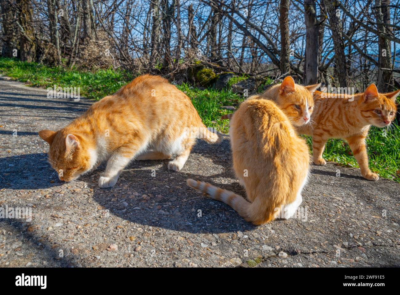 I gatti randagi mangiano. Foto Stock
