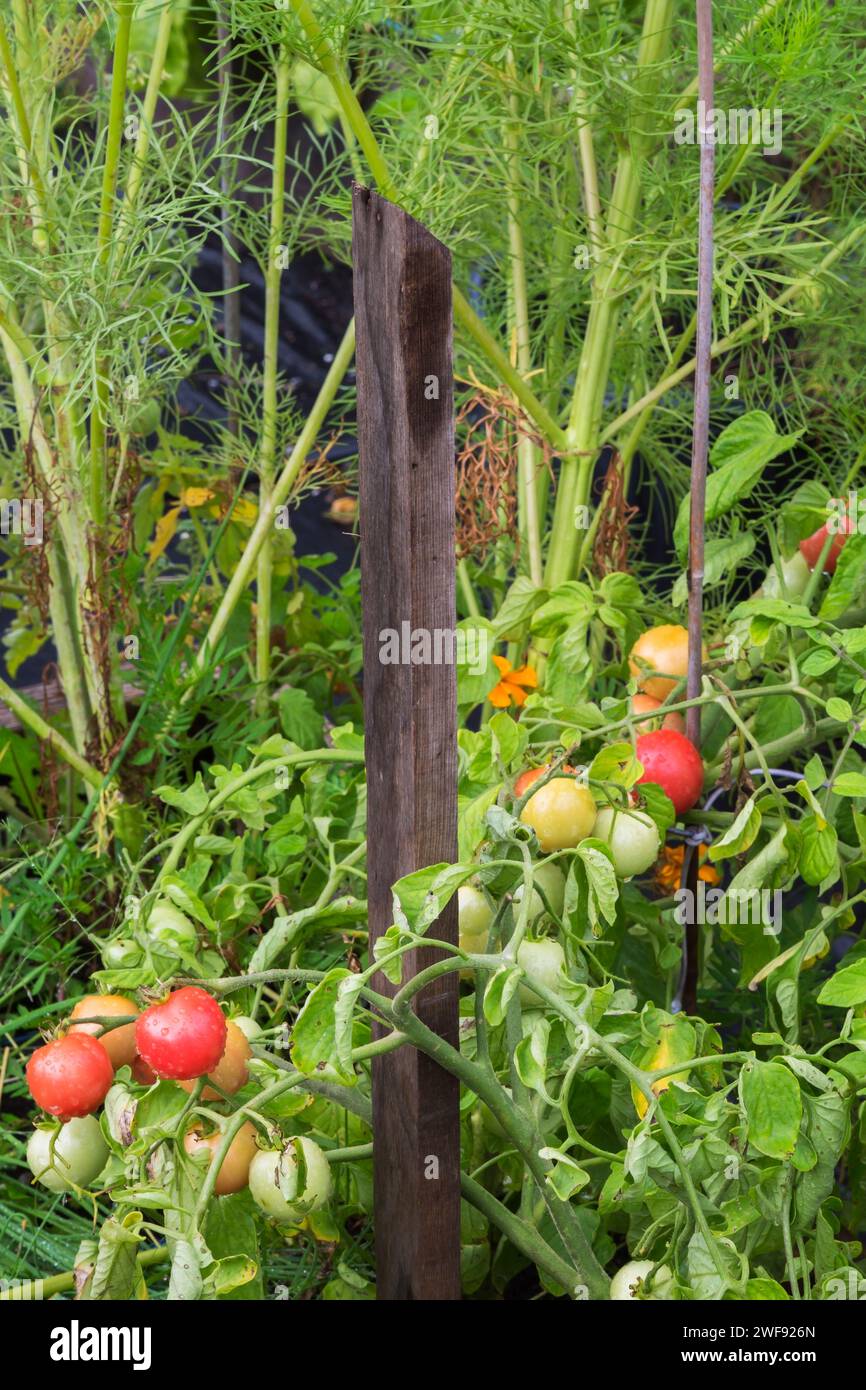 Lycopersicon esculentum - piante di pomodoro legate a picchetti di legno nell'orto in estate. Foto Stock