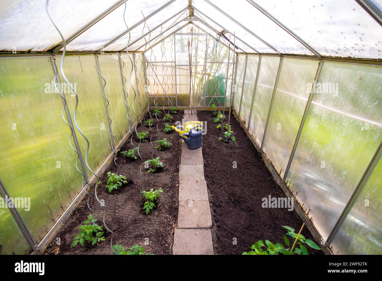 Pflanzen im Gewächshaus anbauen Foto Stock