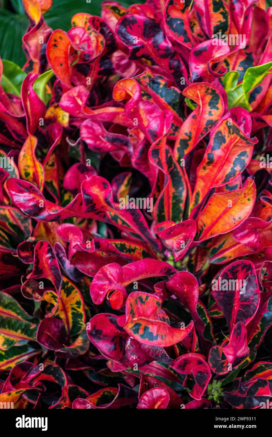 Croton, Codiaeum variegatum, Euphorbiaceae, pianta da casa colorata Foto Stock