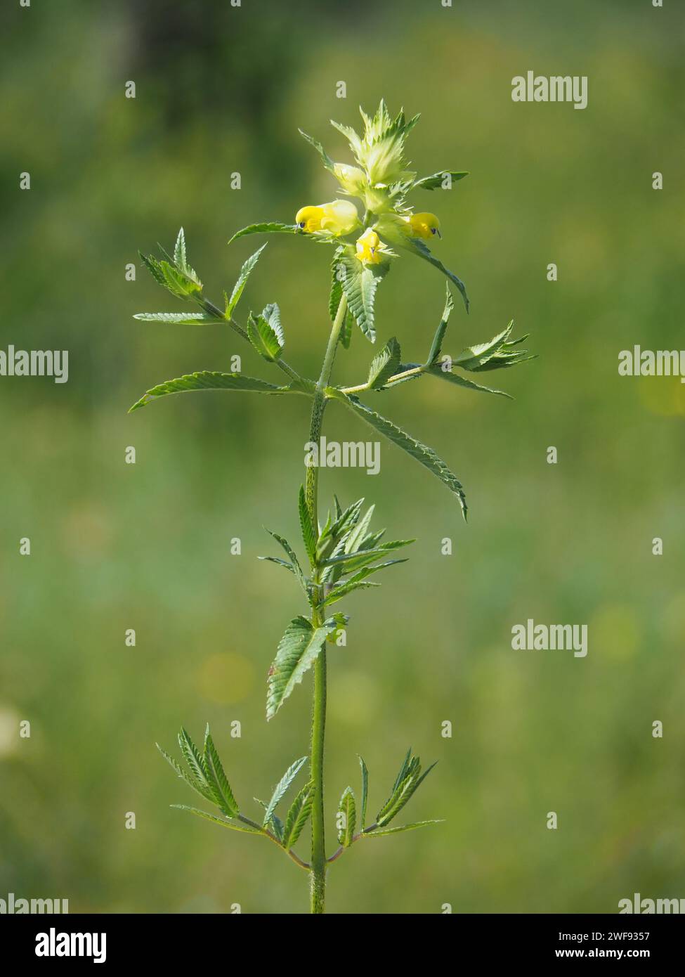 Maggiore pianta di sonaglio giallo, Rhinanthus angustifolius Foto Stock