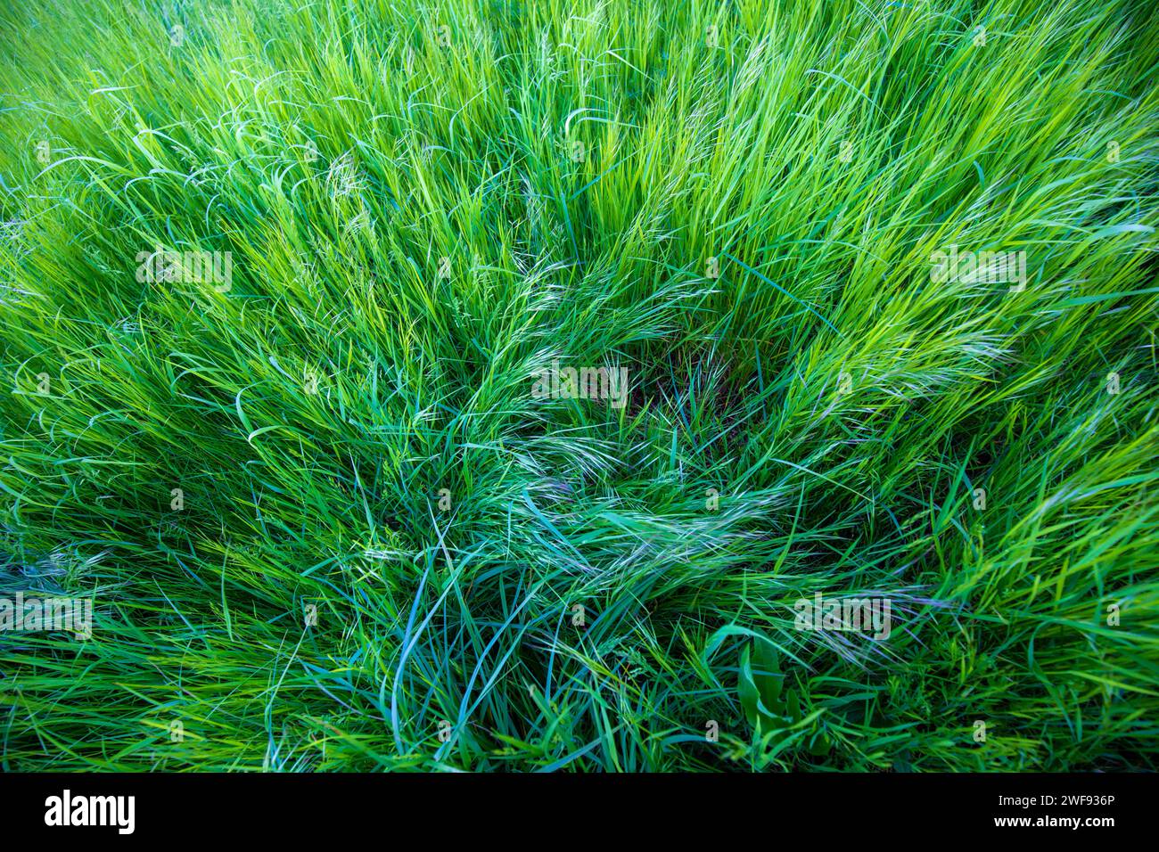 Grasfläche Wiese von oben gesehen Foto Stock