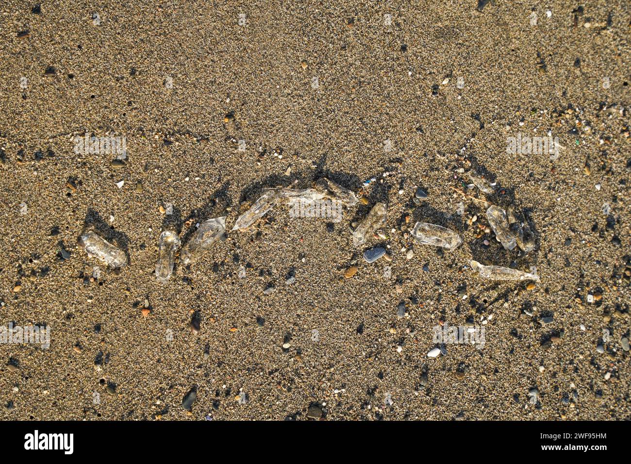 Salpa fusiformis, salmone comune, planctonico sp.chain di salpa, lavata sulla spiaggia, Spagna. Foto Stock