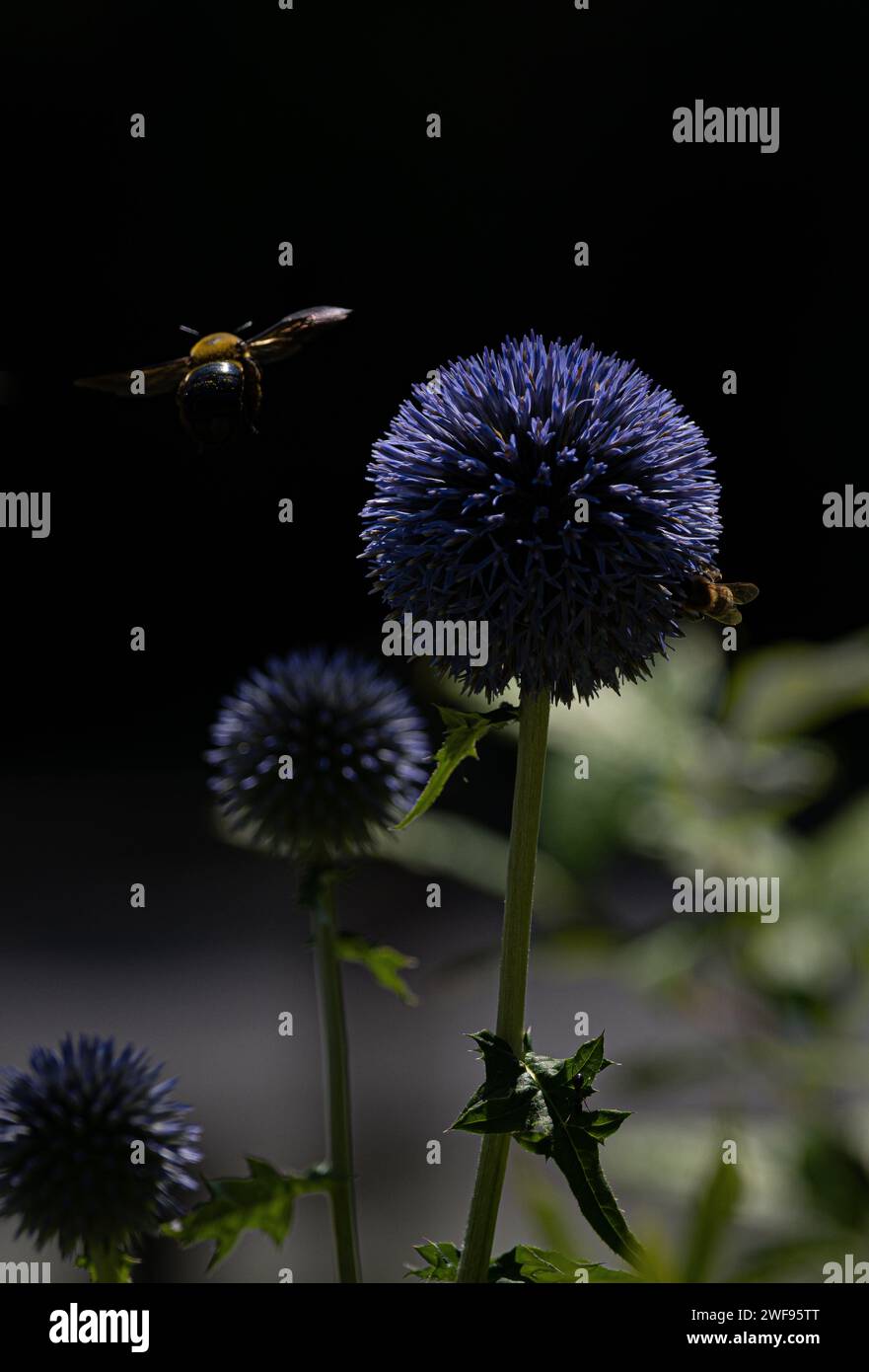 Un'immagine verticale di un'ape in volo vicino a un fiore di cardo su sfondo scuro Foto Stock