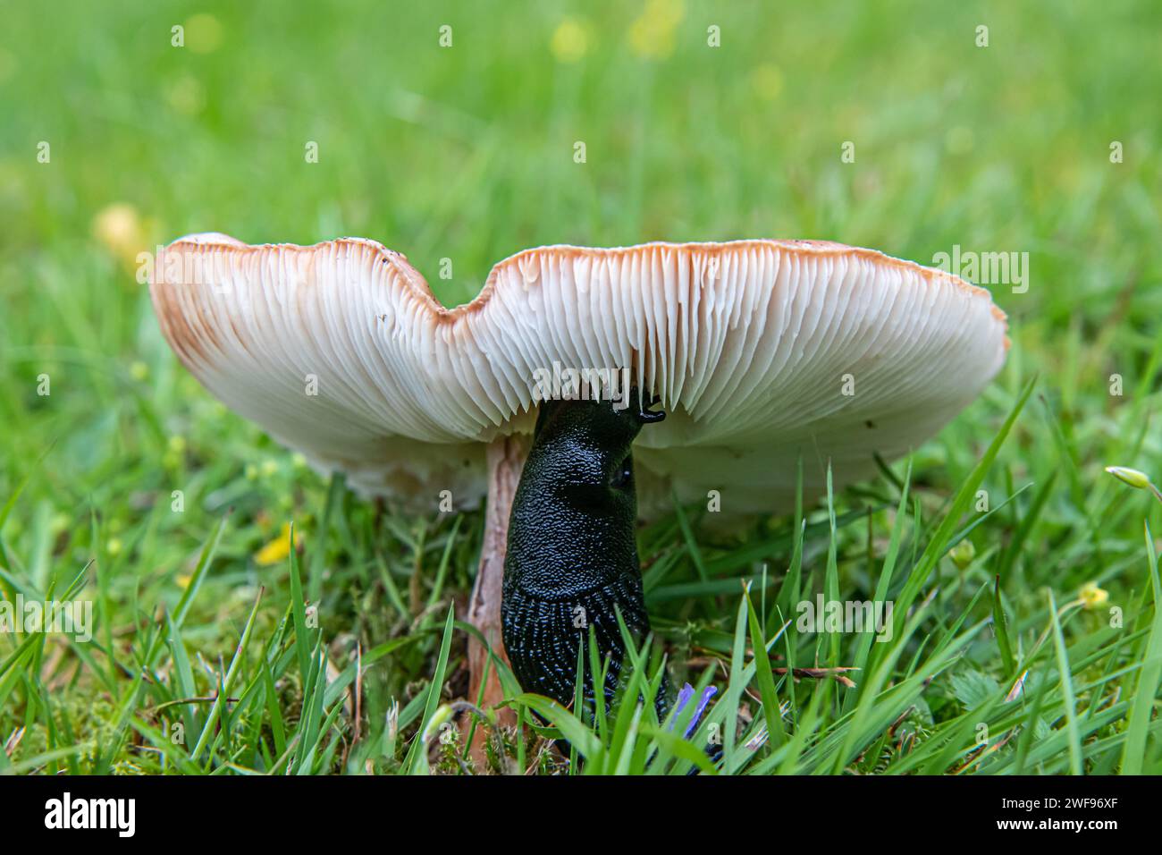 Una lumaca della foresta nera si sta nutrendo di un fungo su un prato verde Foto Stock